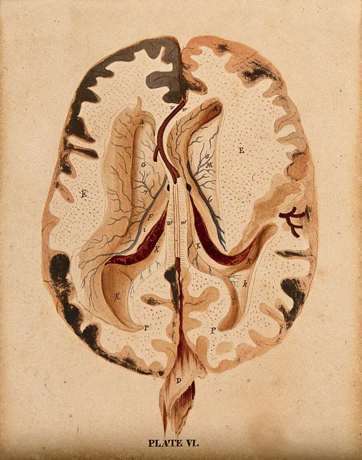 Langtidshukommelsen - mellem fortid og fremtid