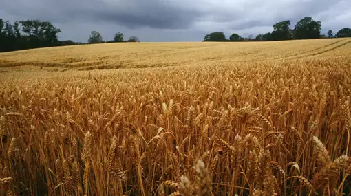 Temauge: Danmark rundt i litteraturen