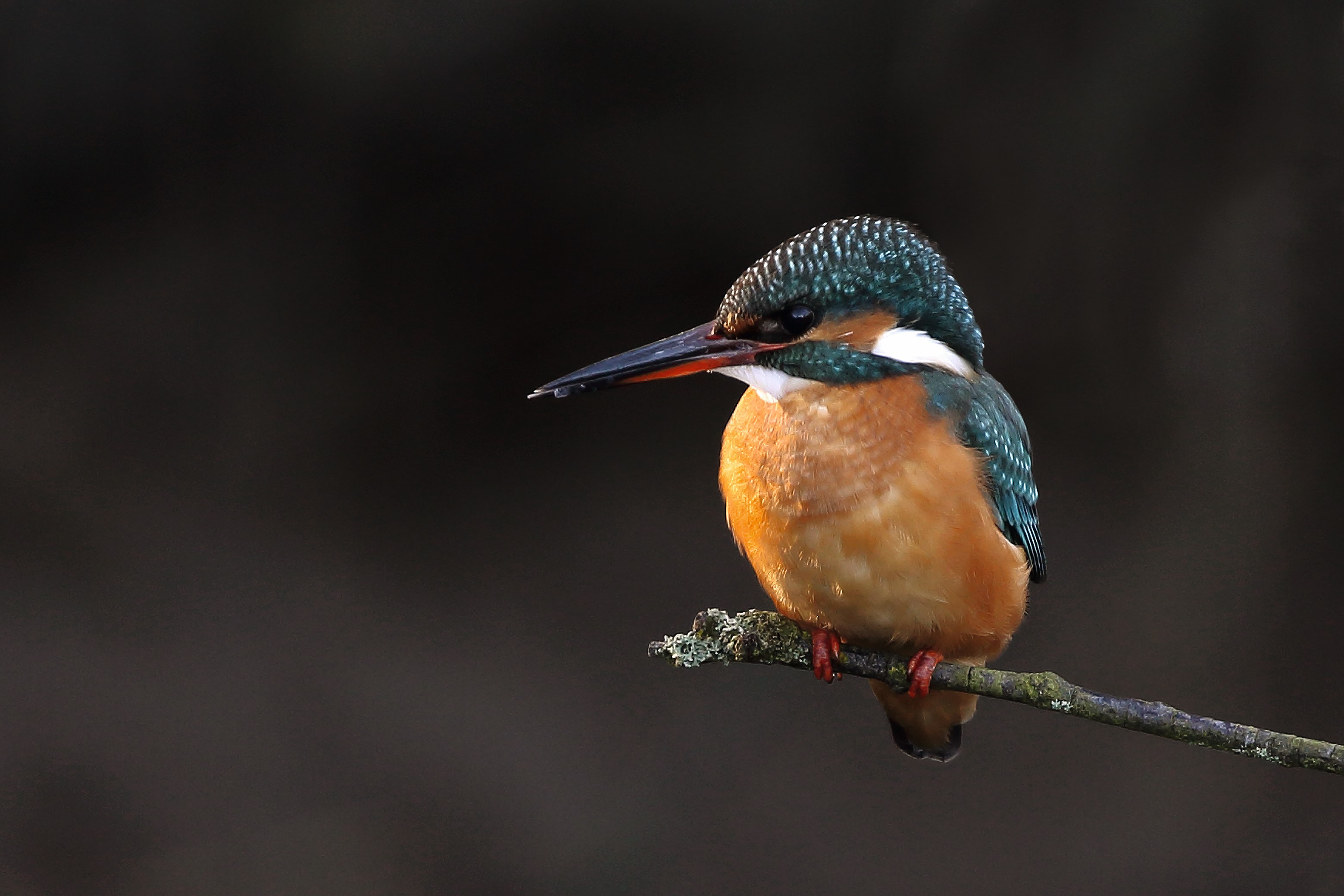 Fuglenes tilpasninger, diversitet og evolution