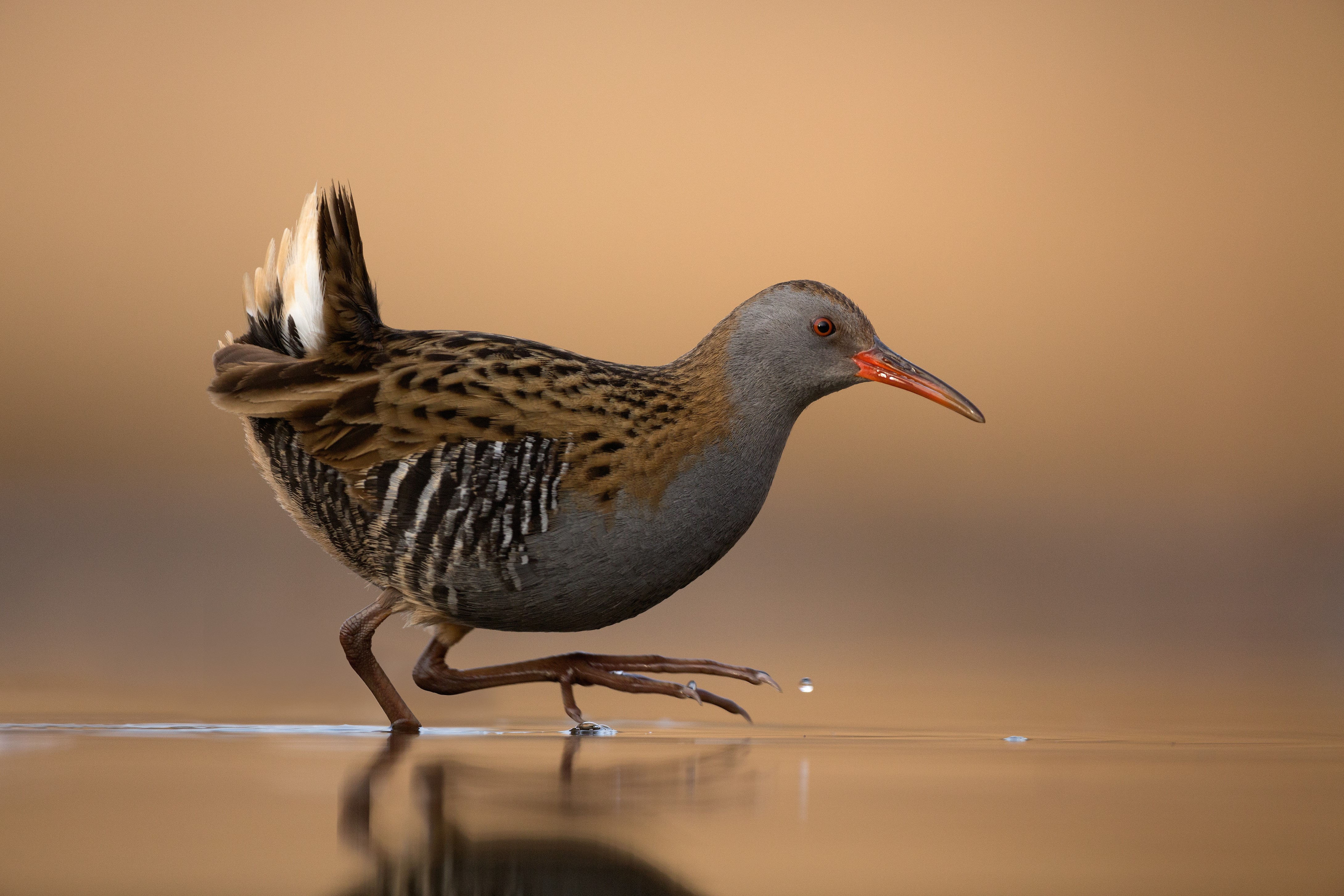 Fuglenes tilpasninger, diversitet og evolution