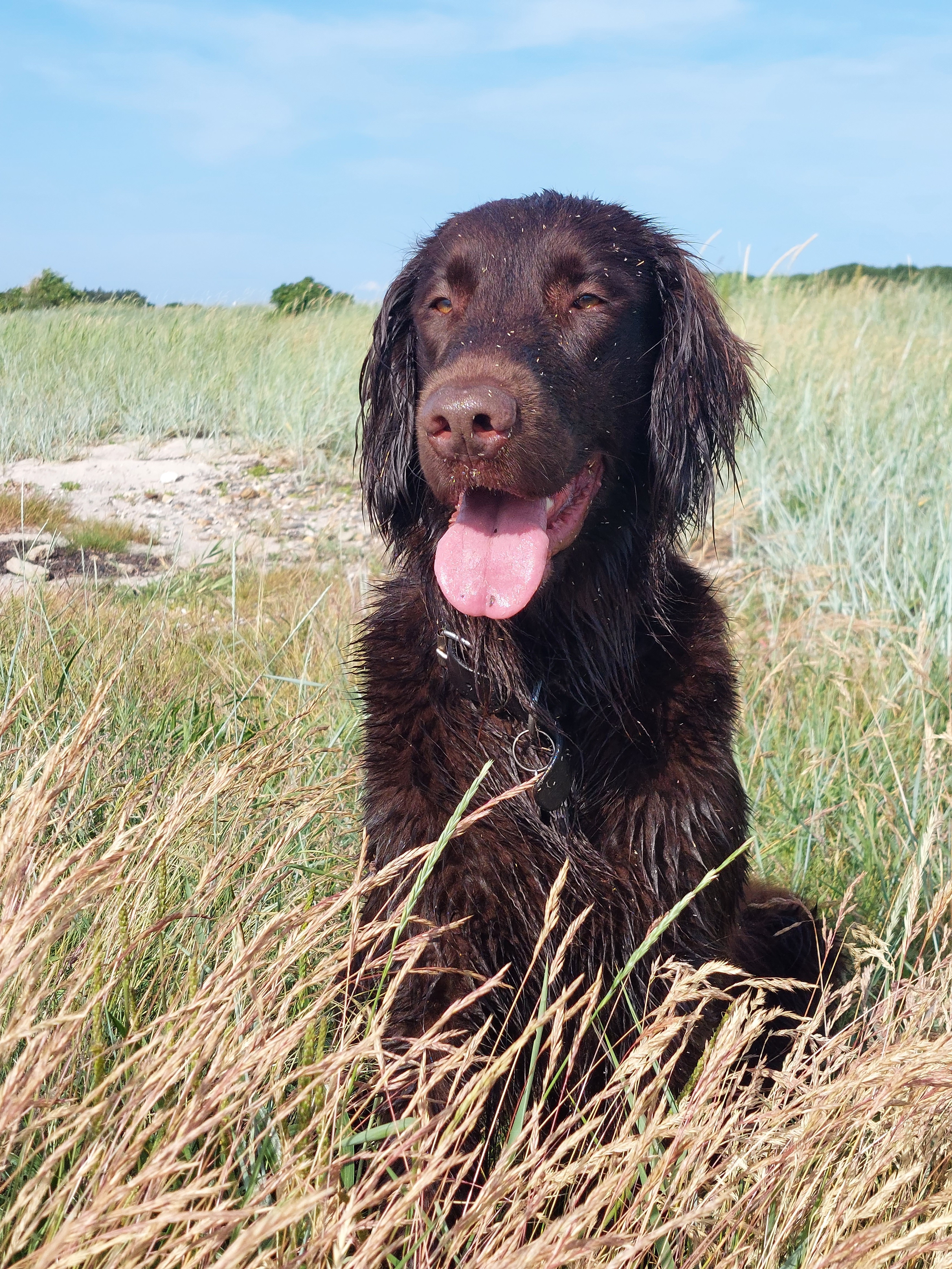 Morgenstund: Hunde og mennesker