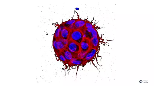 Hologenomik - forstå det vigtige samspil mellem dig og dine mikroorganismer