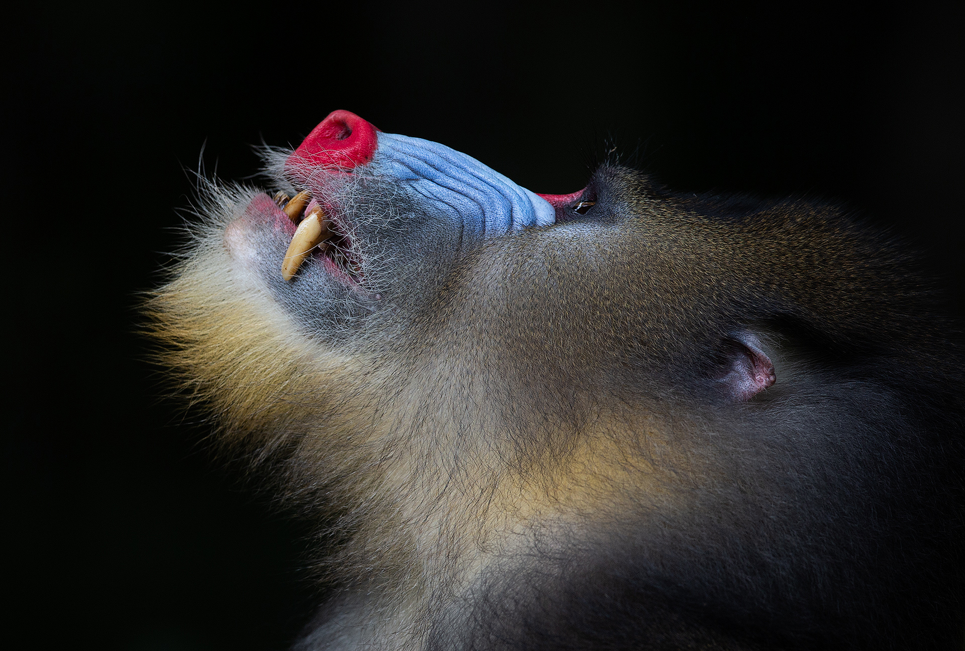 At indfange naturens sjæl