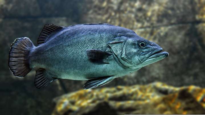 Nye fiskeopdagelser fra Danmark og verden