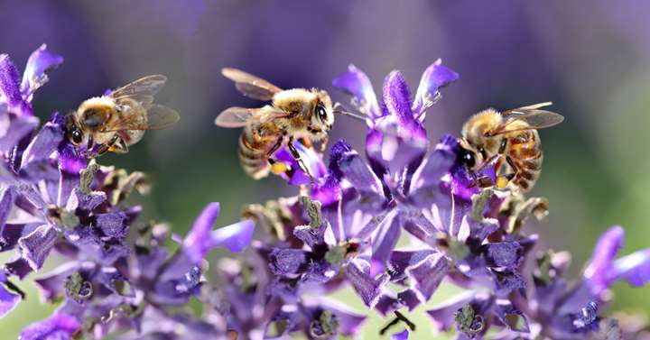 Bier og biodiversitet