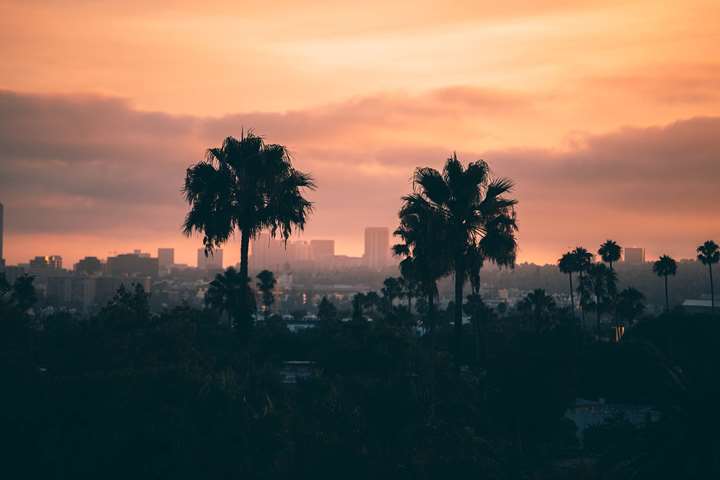 The Hollywood Novel