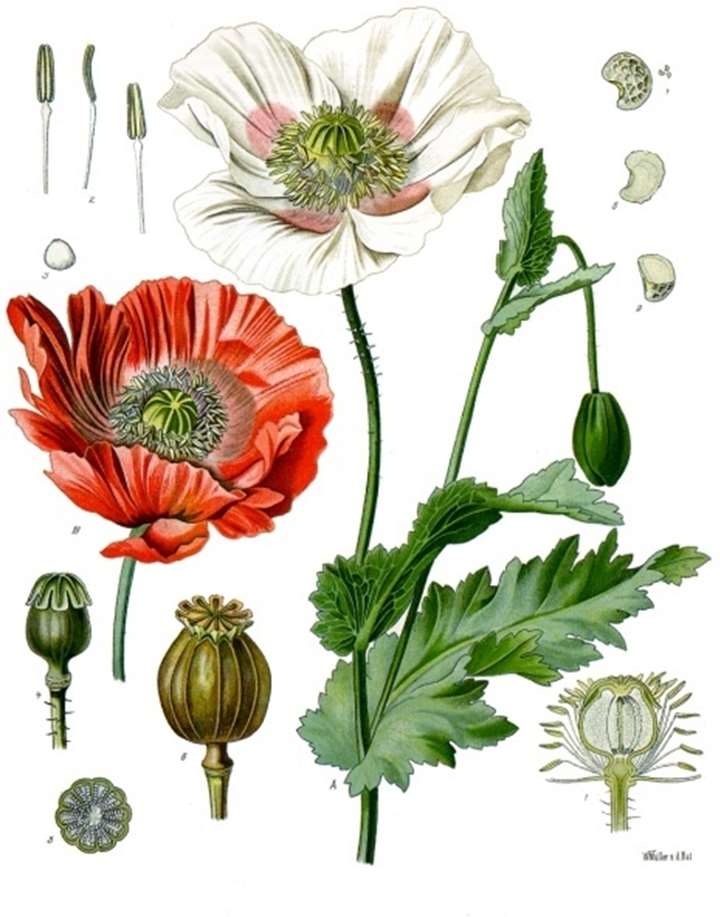 Evolution og klassifikation af biologisk mangfoldighed
