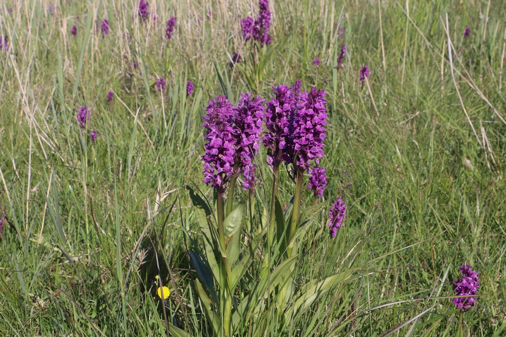 Danmarks vildtvoksende orkidéer