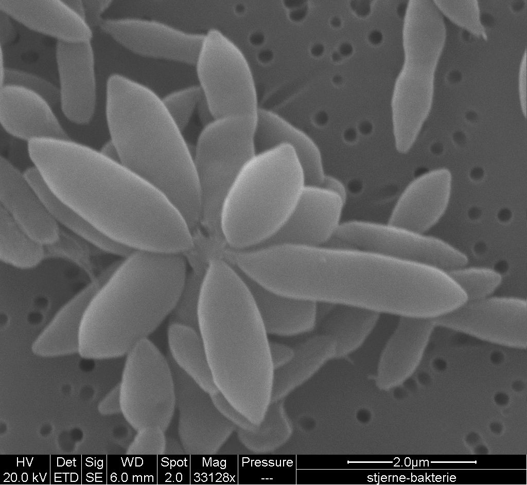 De sofistikerede mikroorganismer