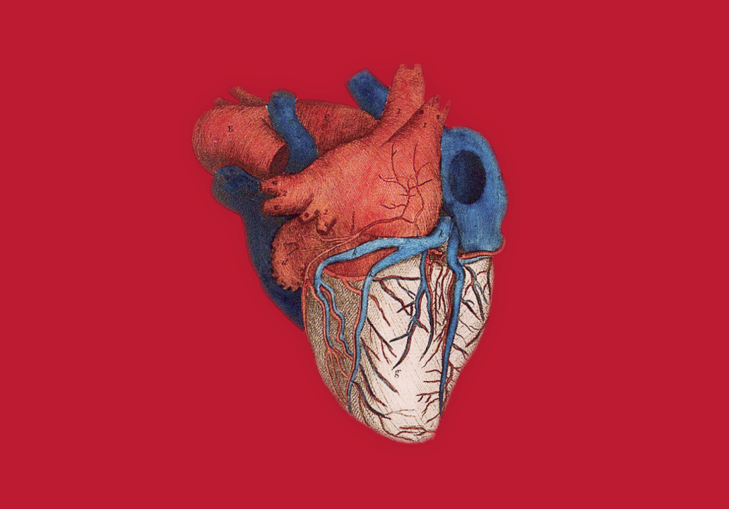 I kredsløb om hjertet (B)