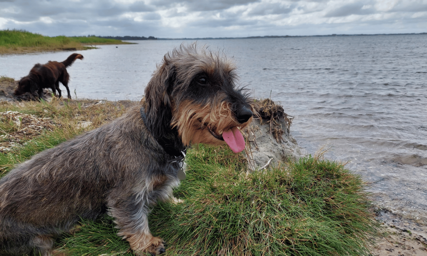 Hunde og mennesker