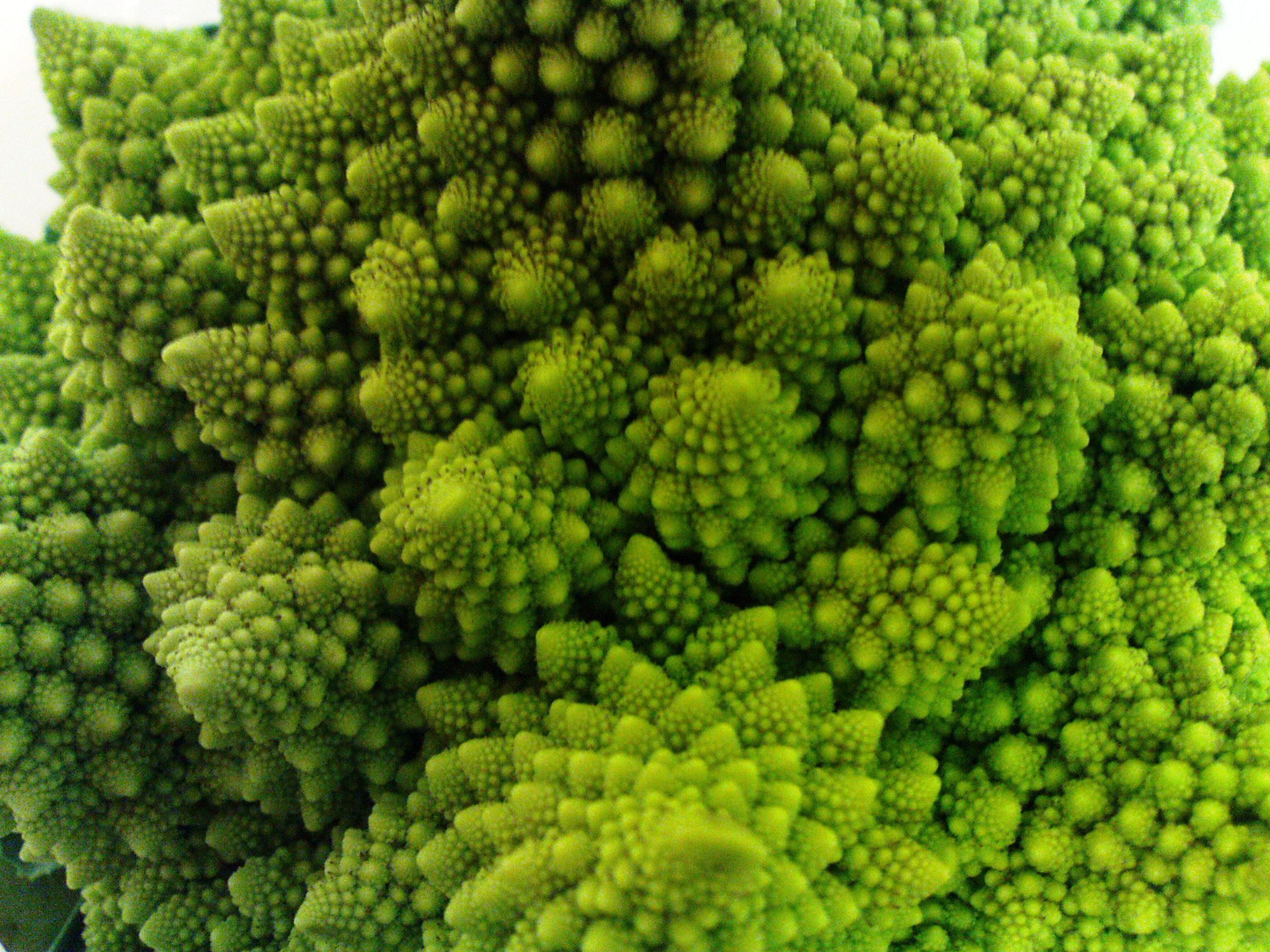 Livet i forandring - planternes udvikling og menneskets medspil (B)