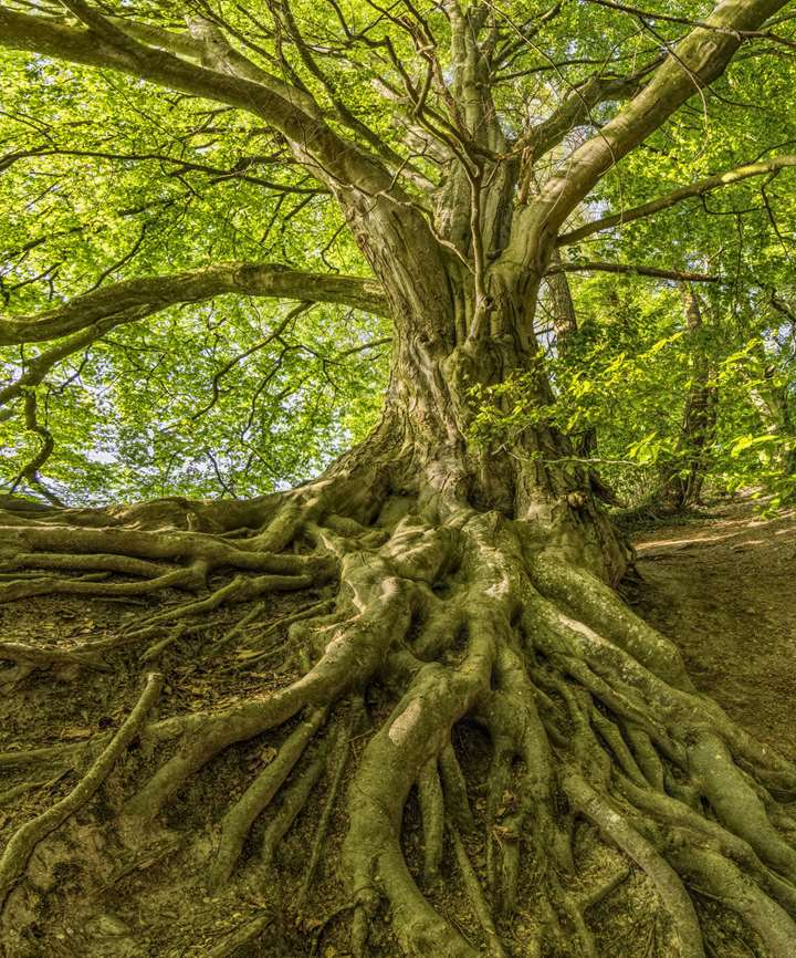 Natur og unatur i kunst og litteratur