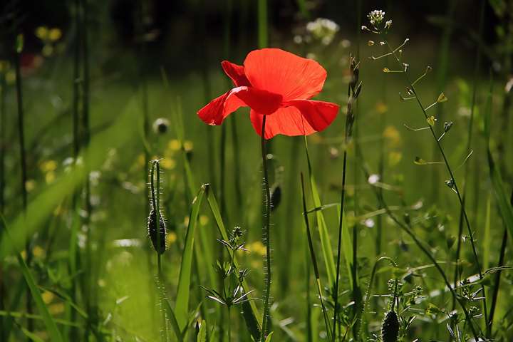Biodiversitet - Livets mangfoldighed