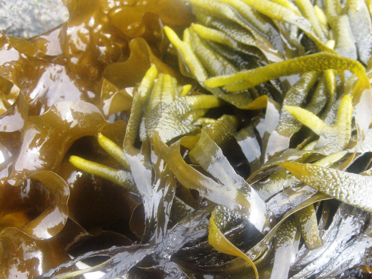 Fremtidens fødevarer