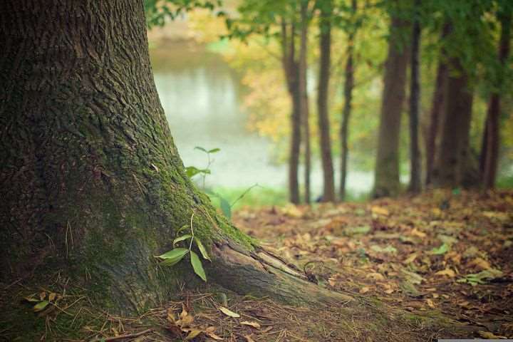 FREDERIKSSUND - Forelæsning og vandring i Arboretet i Hørsholm