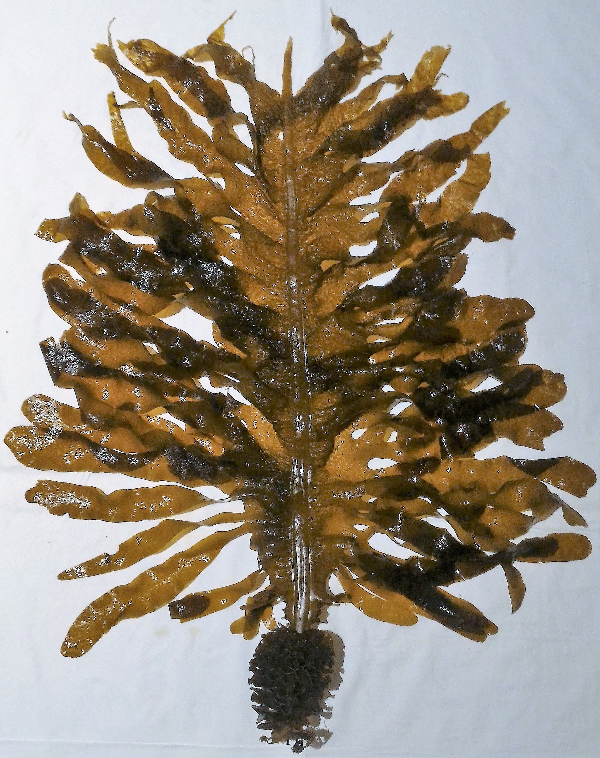 Tang: Havets grønne guld