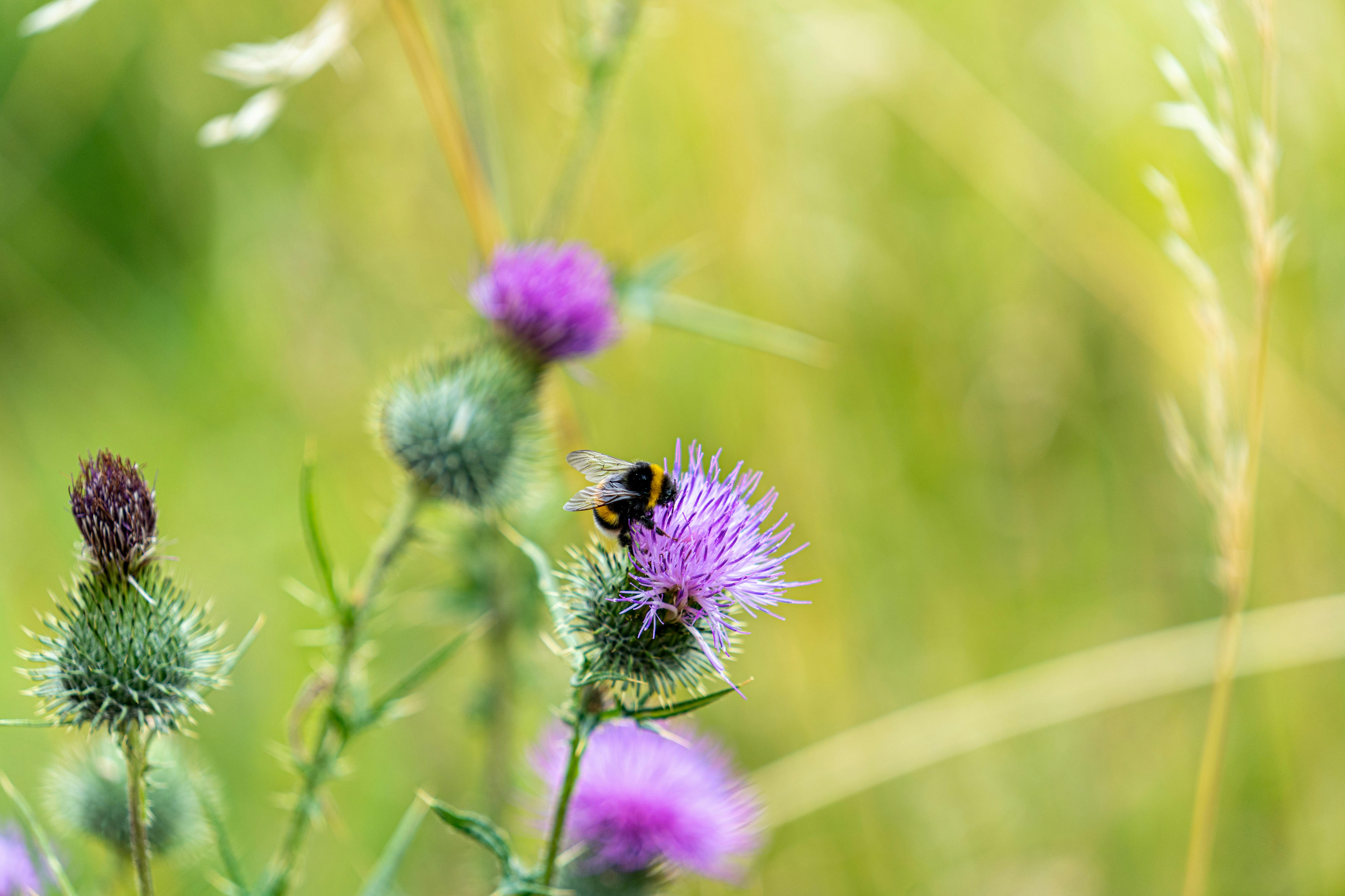 Mens byen vågner: At lede med naturen