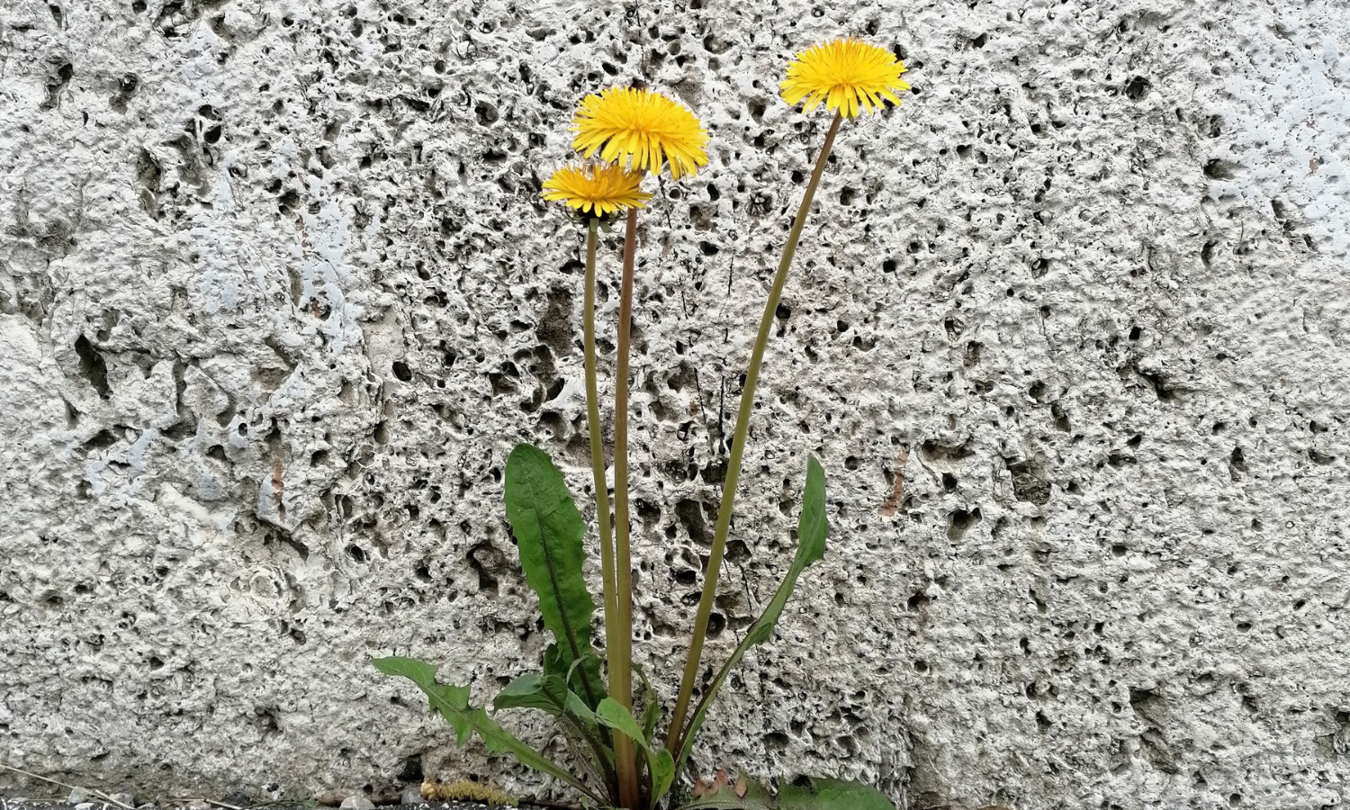 Temadag: Resiliens