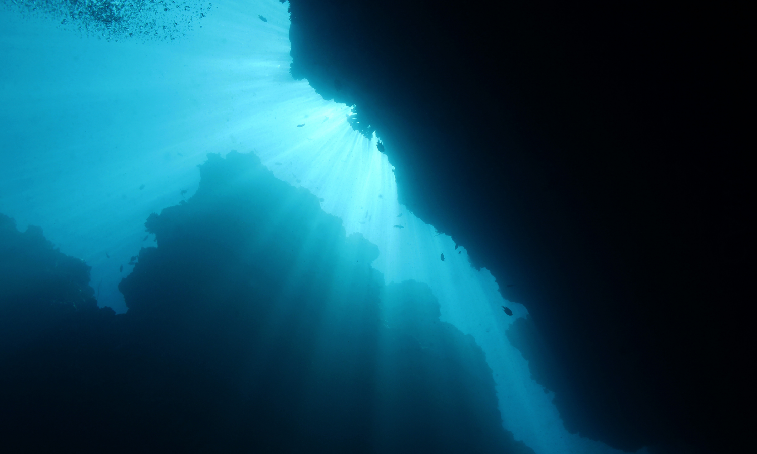 Liv og elementkredsløb i de dybeste oceaner
