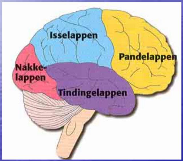 Fem perspektiver fra psykologien 