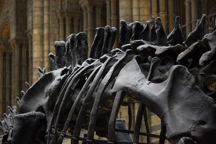 Fossilt DNA: Et vindue til fortiden (Online)