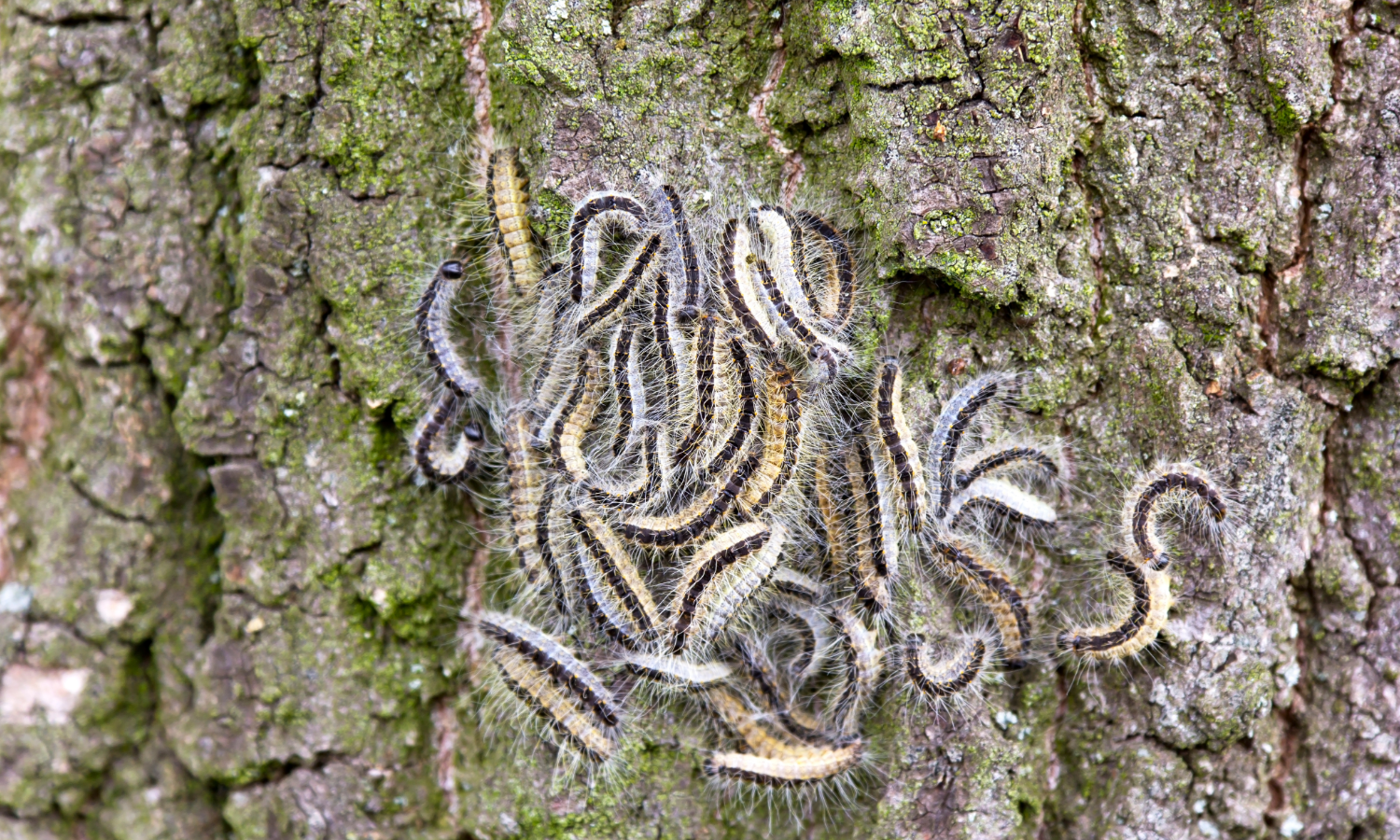 Invasive insekter
